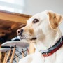 Why is my dog not eating? A Labrador Retriever wearing a red collar sits attentively, facing sideways in a modern kitchen, with wooden furniture and white barstools in the background.