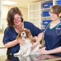 What is pyometra in dogs? Two veterinary professionals examine a small dog on a table in a clinical setting, surrounded by shelves and medical equipment.