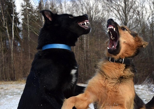 Two dogs, one black with a blue collar and one brown with a black collar, playfully growling at each other in a snowy, wooded area.