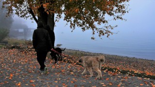 Dogs in favourite area Two people walk dogs on leashes along a leaf-covered path by a misty lake, with orange foliage overhead and a foggy backdrop.