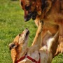 Dogs involved in a fight Two dogs playfully interact on a grassy field. One dog lies on its back, while the other playfully nuzzles above, conveying a friendly, relaxed atmosphere.