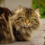 ear-injuries-in-cats-vets-now A fluffy, long-haired cat rests on a stone surface, gazing forward with bright green eyes, surrounded by blurred greenery in the background.