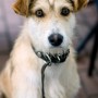 Ear injuries in dogs - Vets Now A scruffy dog with a brown and white coat sits attentively, wearing a collar. It is set against a blurred, outdoor background with brick flooring and furniture.