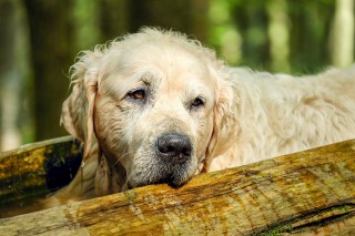 what does a dog feel during euthanasia