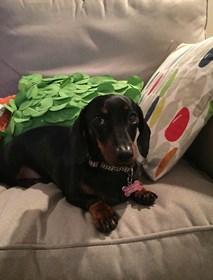 A black and tan Dachshund lies on a beige couch, surrounded by colorful, patterned pillows with green, red, and blue accents.
