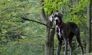 Great Dane standing alertly, wearing a red collar, amidst lush green trees and foliage in a wooded area.