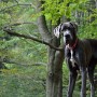 Great Danes are at highest risk of bloat Great Dane standing alertly, wearing a red collar, amidst lush green trees and foliage in a wooded area.
