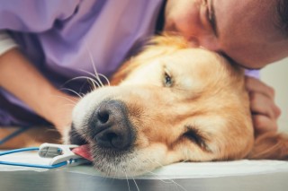 what does a dog feel during euthanasia