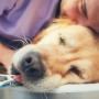 Having your dog put to sleep A golden retriever lies calmly on a table, receiving affectionate support from a person in a purple garment, creating a comforting atmosphere. A thermometer is clipped to the dog's tongue.
