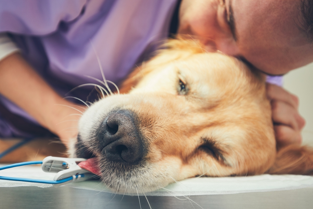 Putting Your Dog to Sleep | The Facts About Pet Euthanasia
