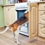 Hazards for pets in the home - Vets Now A dog is poking its head into an open kitchen cabinet, with beige wooden cabinetry and a white stove in the background.