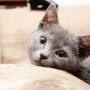 How do I check my cat's teeth - Vets Now A gray kitten rests its head on a beige cushion, surrounded by soft furniture, with a bicycle wheel visible in the background.