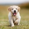 Image of Labrador puppy running in the grass
