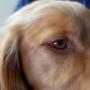Dog eye problems A golden-brown dog gazes softly, its face taking up most of the frame. The background is blurred, suggesting an indoor setting with minimal detail.