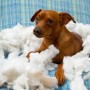 How to dog proof your house - Vets Now A small brown dog rests amidst torn stuffing, appearing curious. It lies on a blue plaid surface, surrounded by fluffy white material.