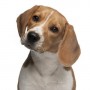 How to give your dog a pill - Vets Now A beagle tilts its head slightly while sitting. The dog appears curious or attentive against a plain white background.