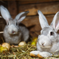 Two gray rabbits rest on hay in a wooden hutch. One rabbit is lying down, while the other sits in the background, surrounded by scattered eggs and straw.