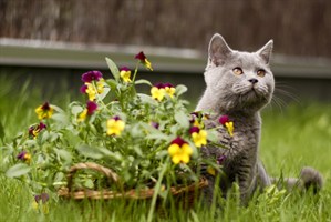 A gray cat sits beside a basket of vibrant purple and yellow flowers in a grassy garden, gazing upward attentively.
