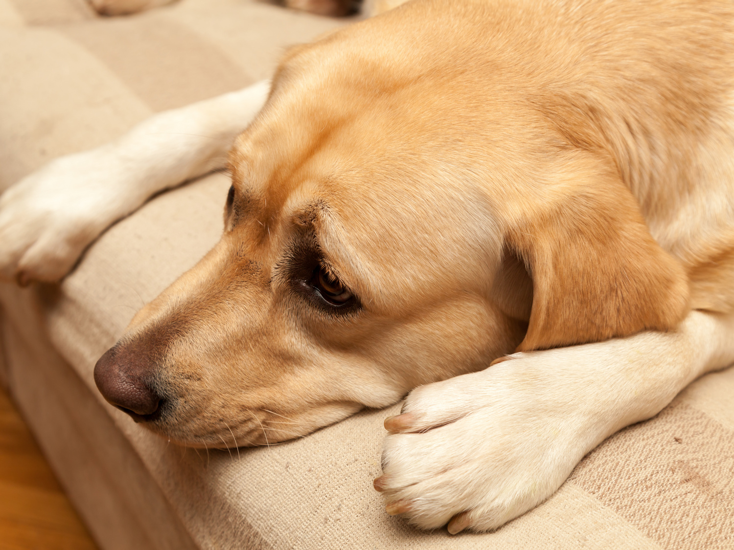 Dog lethargic after store diarrhea