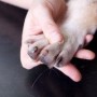 Looking after your dog's feet and claws - Vets Now A human hand gently holds a dog's paw, displaying a tender interaction on a dark surface.