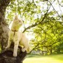 my cat eats poo, is this problem - Vets Now A cat perches on a tree branch, looking off into the distance, surrounded by lush green foliage and sunlight filtering through the leaves in a park setting.