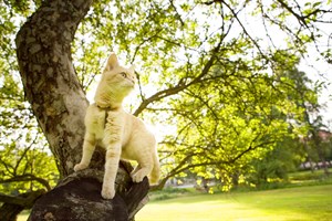 A cat perches on a tree branch, looking off into the distance, surrounded by lush green foliage and sunlight filtering through the leaves in a park setting.