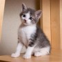 My cat had an electric shock, what should I do - Vets Now A small gray and white kitten sits attentively on a wooden shelf, surrounded by a neutral-colored wall, gazing curiously at the viewer.