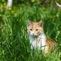 My cat has diarrhoea, what should I do - Vets Now A ginger and white cat sits quietly amidst tall grass, surrounded by a lush green environment with hints of yellow flowers.