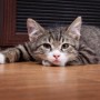 cat-being-sick-what-should-i-do A tabby cat lies on a wooden floor, stretched out with its head resting gently, in front of a dark-colored cabinet or piece of furniture.