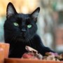 My cat is choking, what should I do A black cat with striking green eyes sits among terracotta pots and autumn leaves, in a blurred outdoor setting with soft, warm lighting.