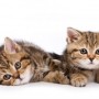 My cat is in labour, what should I do Two brown tabby kittens rest side by side on a white surface, their eyes wide open, conveying curiosity and playfulness in a well-lit, minimalistic setting.