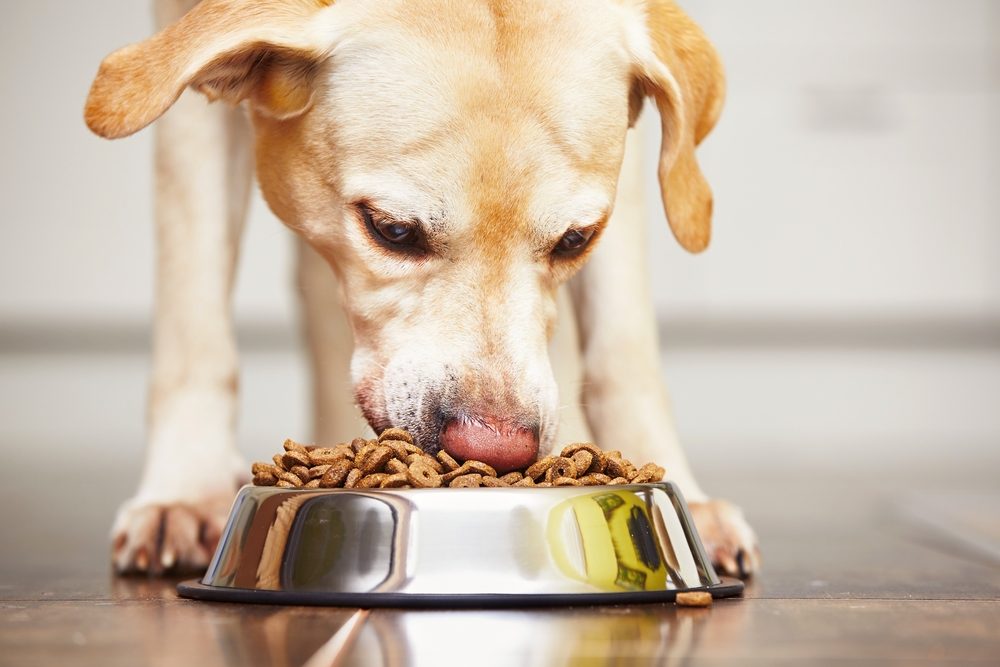 Dog not outlet eating treats