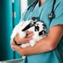 Rabbit isn't going to the toilet A black-and-white rabbit rests in a person's arms wearing teal scrubs, with medical equipment in the background, suggesting a veterinary setting.