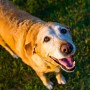 Old dog ataxia A golden Labrador retriever stands smiling on a grassy field, looking up towards the camera with bright, expressive eyes.