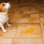 Old dog leaking urine A small dog sits on a tiled floor next to a wet spot, looking up, while a person's feet in sandals are partially visible nearby.