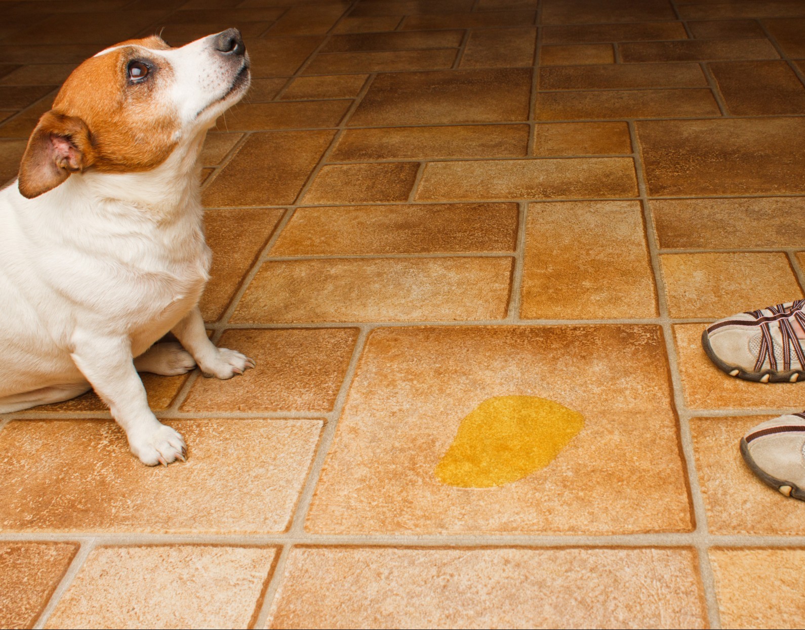 Older dog incontinence at night, why is my dog peeing inside? Older Dog Incontinence At Night, Why Is My Dog Peeing Inside?