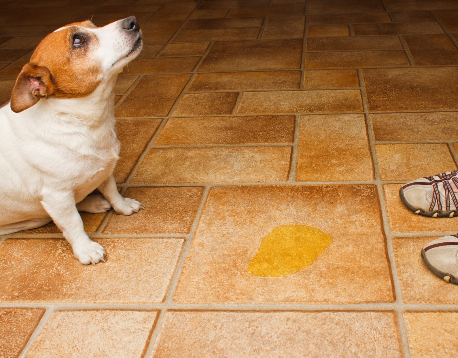 Dog on sale bed wetting