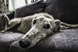 A greyhound lies relaxed on a dark sofa, its head resting flat, eyes wide open, in a cozy living room with a window in the background.
