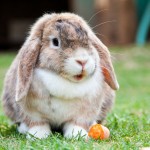 A fluffy brown and white rabbit sits calmly on green grass with a small piece of carrot nearby, in an outdoor setting.