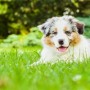 Spring hazards for dogs. A fluffy dog rests on the grass, looking content in a sunlit park surrounded by trees and greenery.