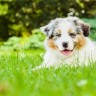 An image of a Collie dog lying in the grass on a sunny spring day.
