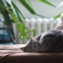 Sleeping cat A gray cat sleeps curled up on a brown blanket, surrounded by green houseplants and a radiator in a cozy indoor setting.