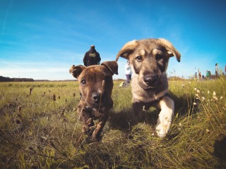 Two playful puppies trot through grassy fields as people stand in the background under a clear blue sky.