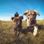 Spaying your dog Two playful puppies trot through grassy fields as people stand in the background under a clear blue sky.