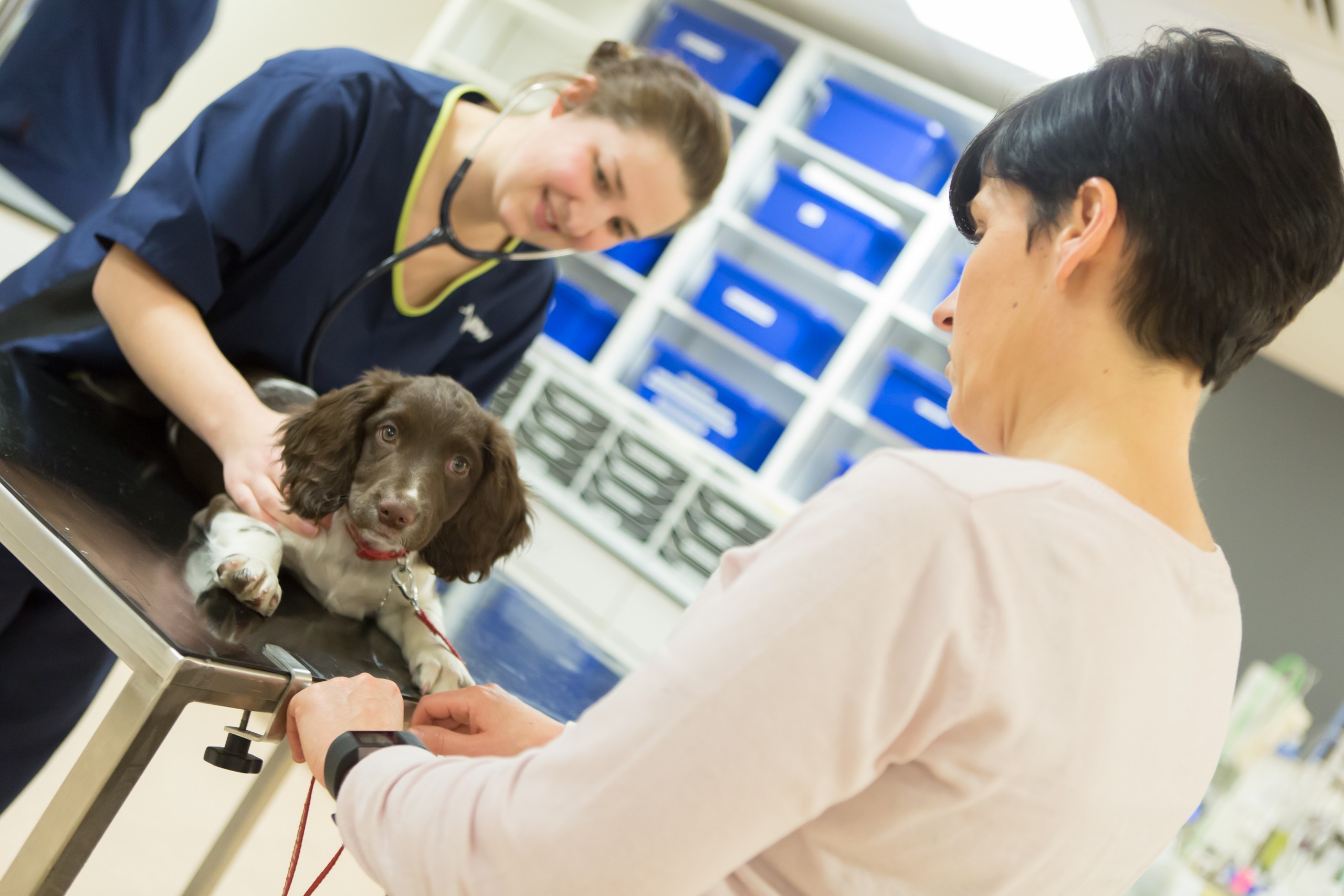 worried-about-your-sick-puppy-most-common-emergencies-in-puppies