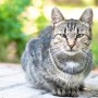 Can I give my cat paracetamol? A gray tabby cat sits attentively on a brick path, surrounded by a soft-focus backdrop of lush green foliage.