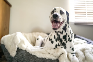 A Dalmatian dog lounges contentedly on a plush, cream-colored bed inside a cozy, sunlit room. Its mouth is open in a happy expression, with light streaming through nearby blinds.