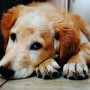 golden retriever A fluffy, golden-brown dog is resting with its head on its paws on a wooden floor, indoors near a dark couch.