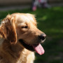 dog health check Golden retriever with tongue out, sitting contentedly on grass in sunlight, background slightly blurred with greenery.