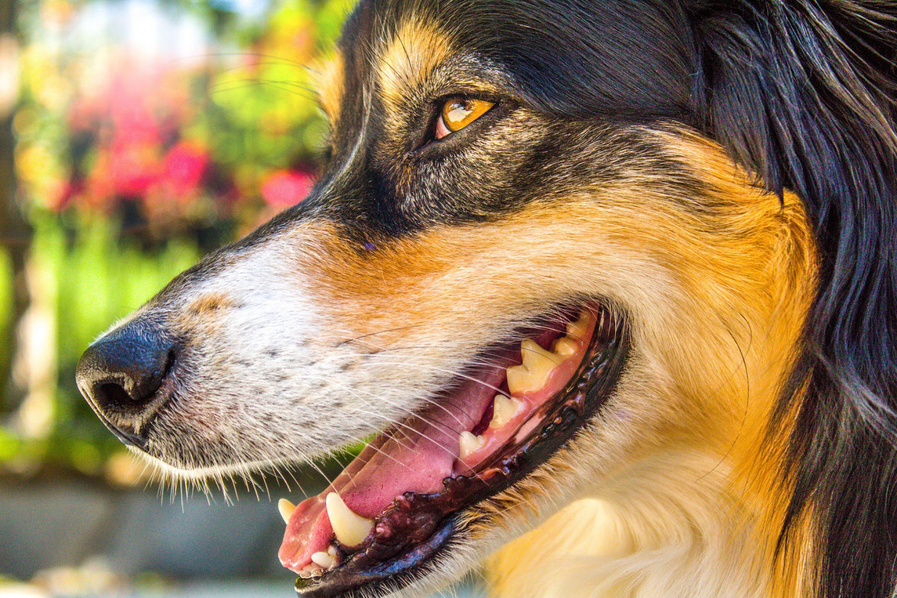 why does my dog have brown spots on her gums